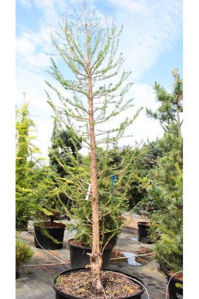 Таксодій дворядний Певе Мінарет листопадний